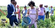 FOÇA BELEDİYESİ TARIM BAHÇESİ’NDE İLK HASAT