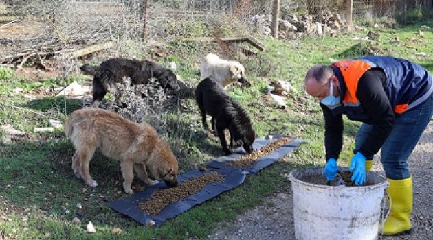 Buca’da kırsaldaki can dostlarına mama desteği