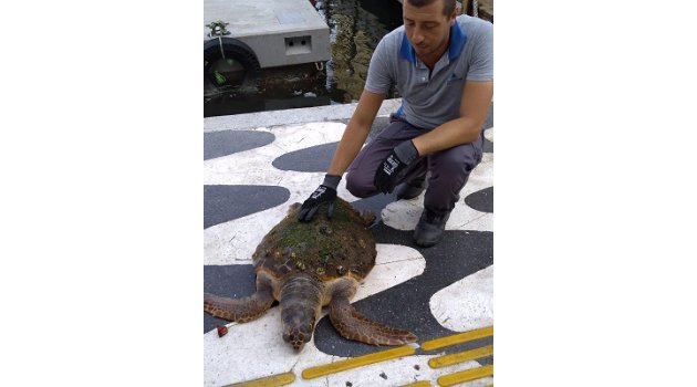 İzmir Körfezi’nde kıyıya vuran caretta caretta kurtarıldı 