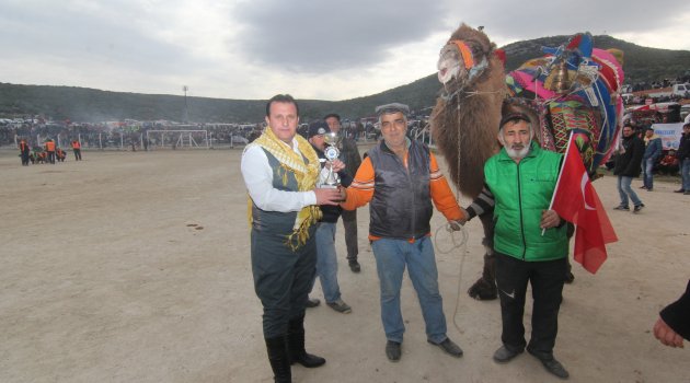 Menderes’te Deve Güreşleri Festivali
