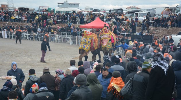 Soğuğa rağmen Menemen’de deve güreşlerine büyük ilgi…