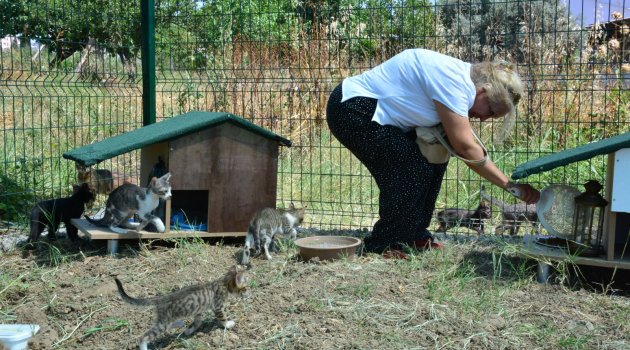 Sokak hayvanları artık sahipsiz değil