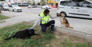 Bayraklı Belediyesi’nden can dostlara su ve mama