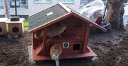 Karabağlar’da sokak kedilerine sıcak yuva     