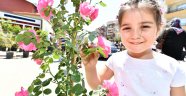 "Mis kokulu festival" başladı