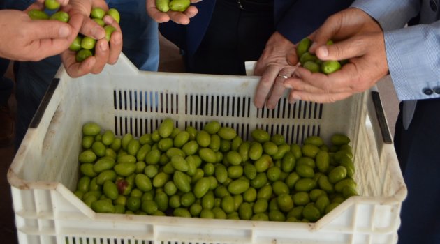 ZEYTİNYAĞI ÜRETİMİNDE HEDEF DÜNYA İKİNCİLİĞİ